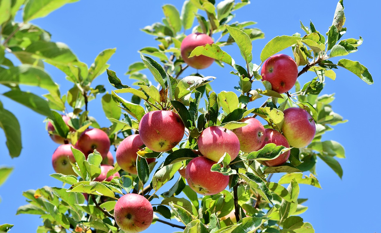 Jakie szkodniki niszczą jabłonie?